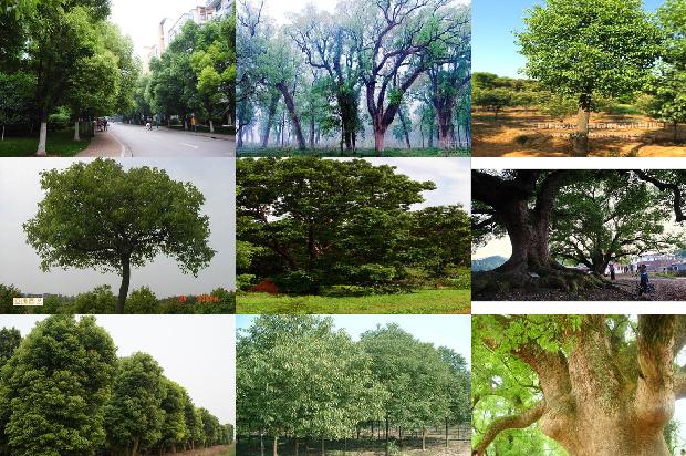 香樟树价格[贾樟柯的电影世界]1668930957739