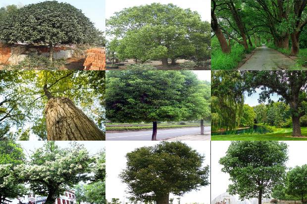 香樟树价格(樟树林)