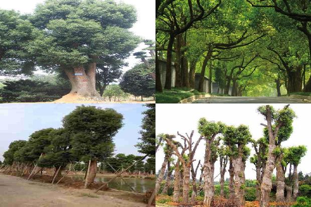 香樟树价格(樟树林)1668930982958