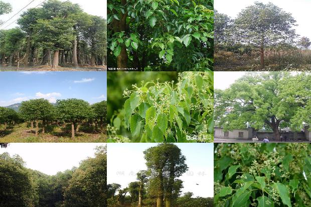 香樟树价格(樟树林)1668930982969