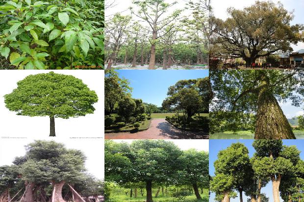 香樟树价格(樟树林)1668930982981