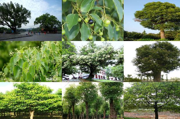 香樟树价格(樟树林)1668930982992