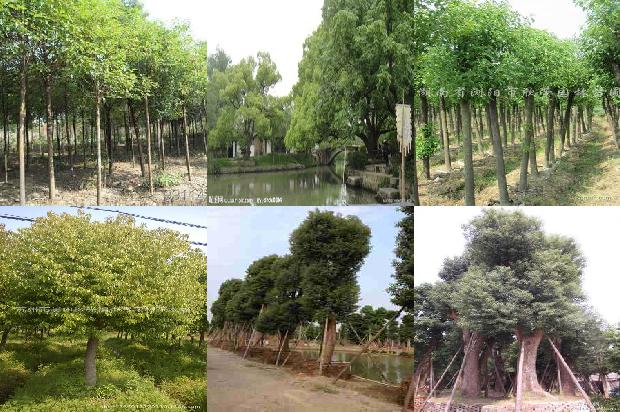 香樟树价格(樟树林)1668930983004