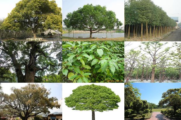 香樟树价格_樟子松育苗技术