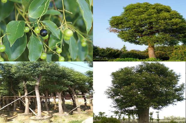 香樟树价格_樟子松育苗技术1668931008113