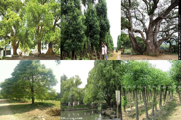 香樟树价格_樟子松育苗技术1668931008126