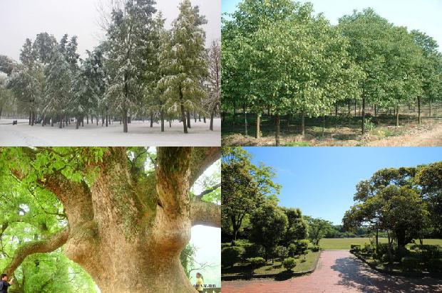 香樟树价格(玉山县樟村中心小学举办“古樟神韵”文化艺术节)