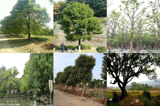 香樟树价格(玉山县樟村中心小学举办“古樟神韵”文化艺术节)1668931033629