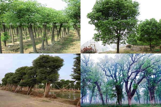 香樟树价格(樟子松的育苗技术)