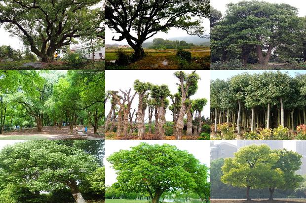 香樟树价格(樟子松的育苗技术)1668931055512