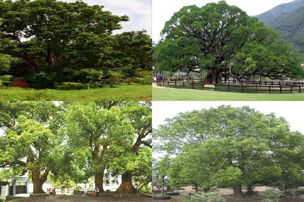 香樟树价格「樟巢螟生物学习性及发生规律」