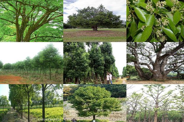 香樟树价格「樟巢螟生物学习性及发生规律」1668931095245