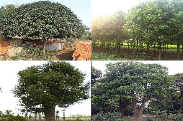 香樟树价格「樟巢螟生物学习性及发生规律」1668931095258