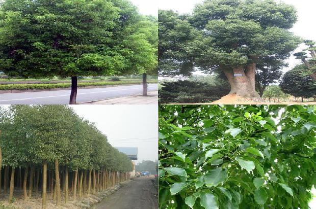 香樟树价格「樟巢螟生物学习性及发生规律」1668931095268