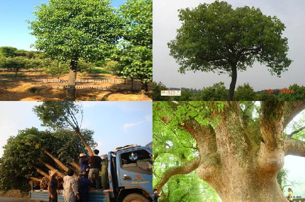 香樟树价格「樟巢螟生物学习性及发生规律」1668931095280