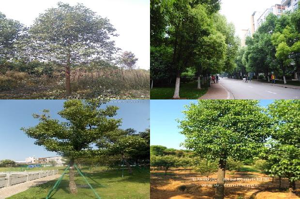 香樟树价格:贾樟柯：从“电影民工”到国际闻名