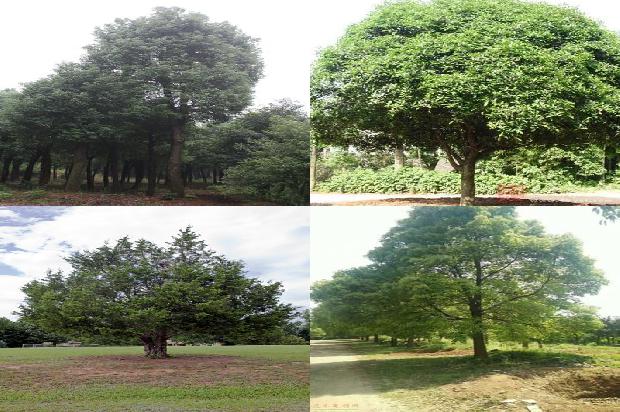 香樟树价格:贾樟柯：从“电影民工”到国际闻名1668931119657