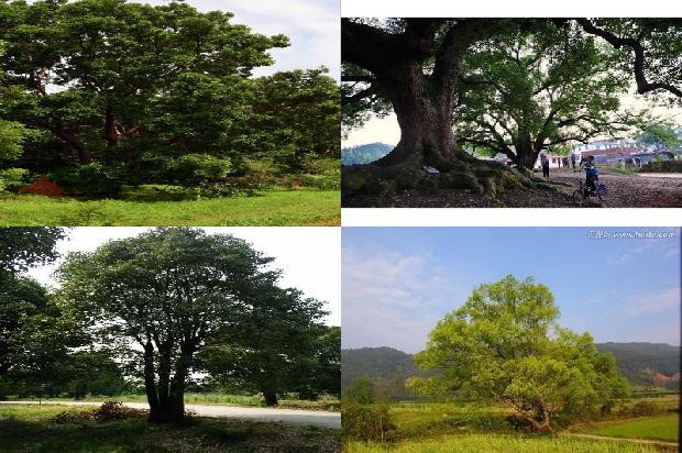 香樟树价格:贾樟柯：从“电影民工”到国际闻名1668931119679