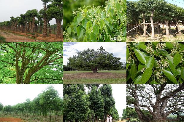 香樟树价格:贾樟柯：从“电影民工”到国际闻名1668931119690