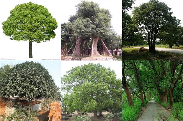 香樟树价格[贾樟柯携《天注定》亮相墨尔本国际电影节]