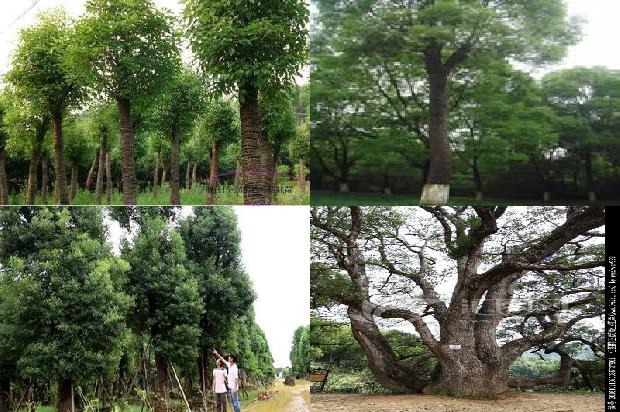 香樟树价格[贾樟柯携《天注定》亮相墨尔本国际电影节]1668931141979