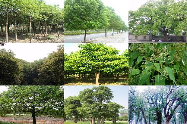 香樟树价格[贾樟柯携《天注定》亮相墨尔本国际电影节]1668931141991