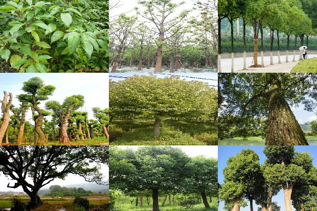 香樟树价格[贾樟柯携《天注定》亮相墨尔本国际电影节]1668931142002