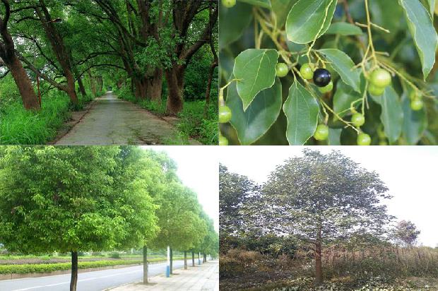 香樟树价格[贾樟柯携《天注定》亮相墨尔本国际电影节]1668931142013