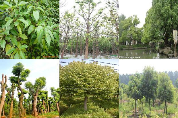 香樟树价格「贾樟柯对谈梁鸿：疫情之后，克服文化上的轻浮，提升驾驭繁华的能力」