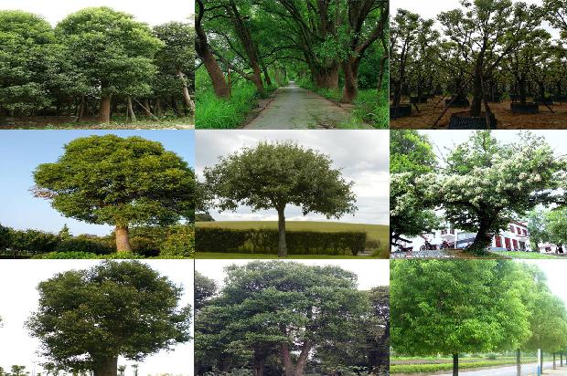 香樟树价格「贾樟柯对谈梁鸿：疫情之后，克服文化上的轻浮，提升驾驭繁华的能力」1668931172757