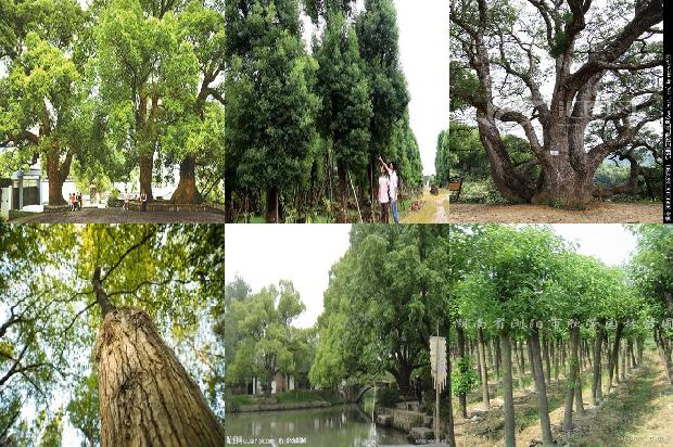 香樟树价格「贾樟柯对谈梁鸿：疫情之后，克服文化上的轻浮，提升驾驭繁华的能力」1668931172769