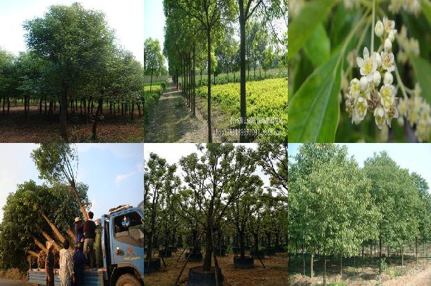 香樟树价格「贾樟柯对谈梁鸿：疫情之后，克服文化上的轻浮，提升驾驭繁华的能力」1668931172781