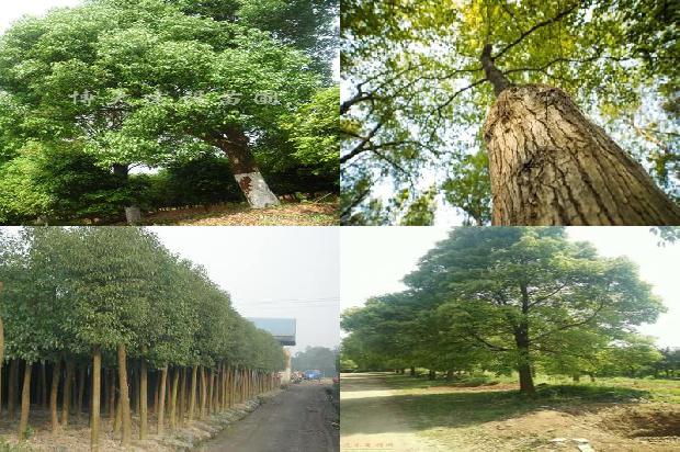 香樟树价格「贾樟柯对谈梁鸿：疫情之后，克服文化上的轻浮，提升驾驭繁华的能力」1668931172792