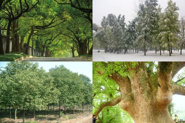 香樟树价格「贾樟柯对谈梁鸿：疫情之后，克服文化上的轻浮，提升驾驭繁华的能力」1668931172804