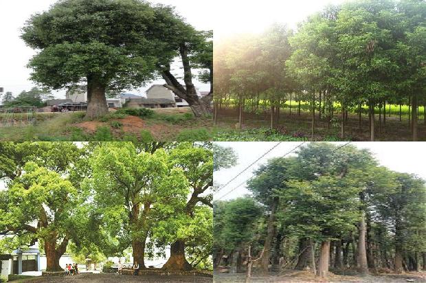 香樟树价格「贾樟柯对谈梁鸿：疫情之后，克服文化上的轻浮，提升驾驭繁华的能力」1668931172815