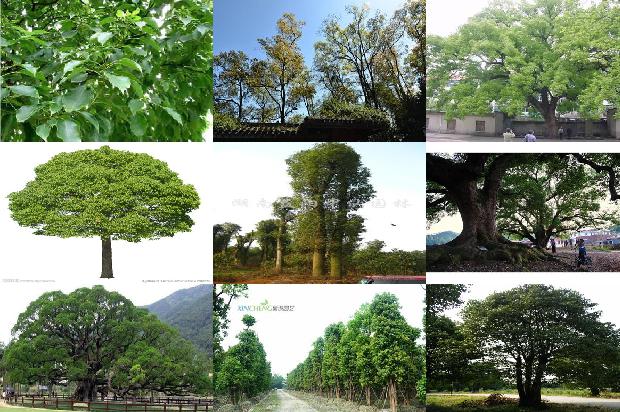 香樟树价格:樟树林