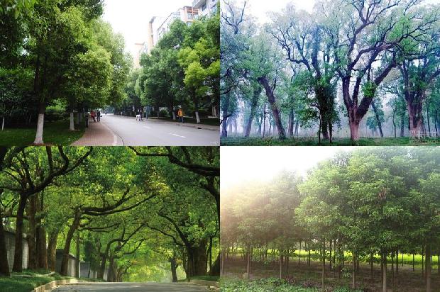 香樟树价格:樟树林1668931191793