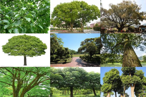 香樟树价格(樟树：“千师访万家”主题活动启动)1668931211797