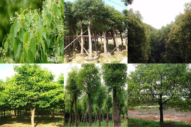 香樟树价格(樟树：“千师访万家”主题活动启动)1668931211809