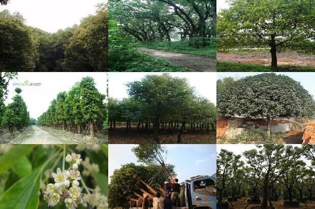 香樟树价格「论贾樟柯电影的叙事美学内涵」