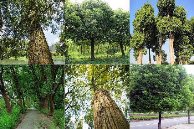 香樟树价格「论贾樟柯电影的叙事美学内涵」1668931238825