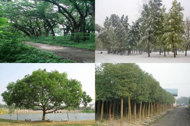 香樟树价格「论贾樟柯电影的叙事美学内涵」1668931238859