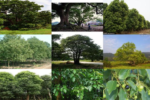 香樟树价格「论贾樟柯电影的叙事美学内涵」1668931238870