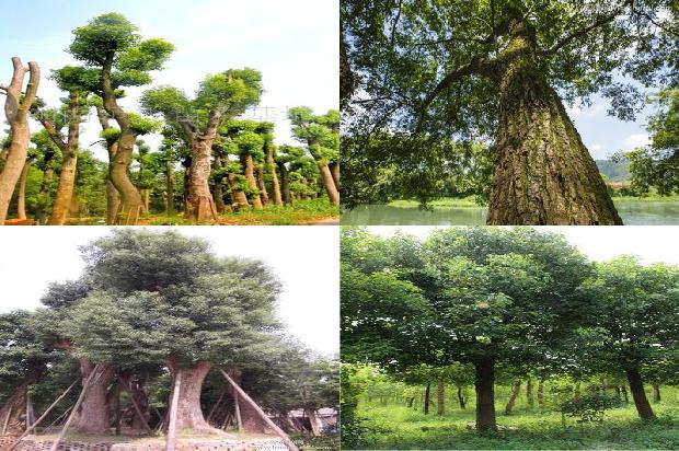 香樟树价格-樟宜之夜