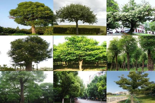 香樟树价格-樟宜之夜1668931264495