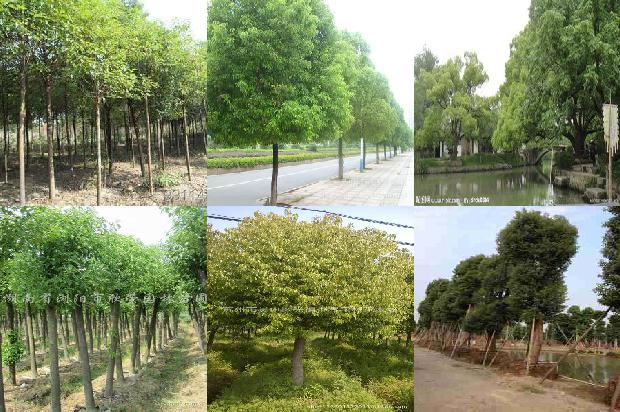 香樟树价格-樟宜之夜1668931264506