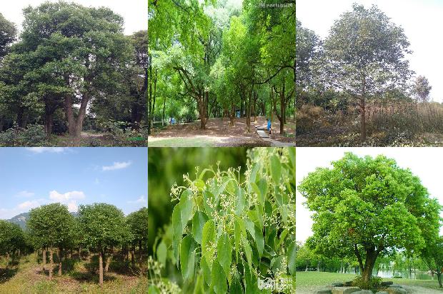 香樟树价格-樟宜之夜1668931264517