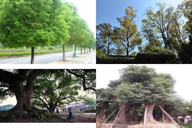 香樟树价格-樟宜之夜1668931264528