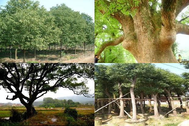 香樟树价格-樟宜之夜1668931264539