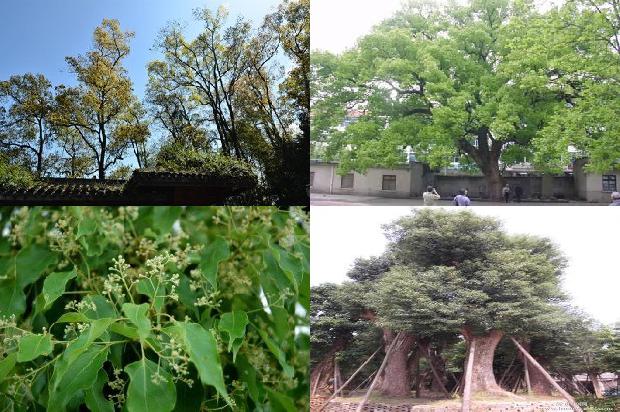 香樟树价格-樟宜之夜1668931264550